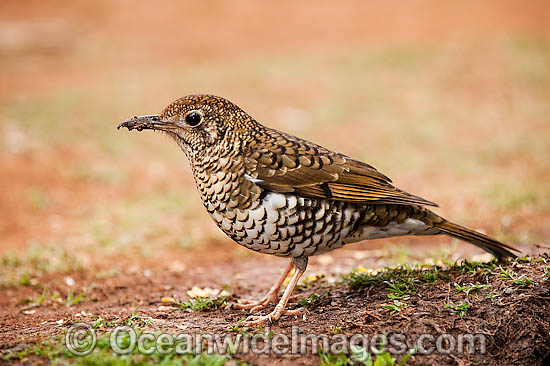 Bassian Thrush Zoothera lunulata photo Bassian Thrush Zoothera lunulata photo