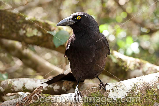 Pied Currawong (Strepera graculina). Found in a variety of habitat ranging from woodlands, rainforests, scrublands to farmlands and gardens throughout eastern Australia. Photo taken Lamington World Heritage National Park, Queensland, Australia. Photo - Gary Bell
