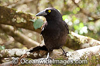 Pied Currawong Photo - Gary Bell