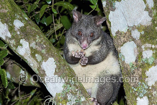 Mountain Brushtail Possum Trichosurus caninus photo