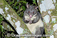 Mountain Brushtail Possum Trichosurus caninus Photo - Gary Bell