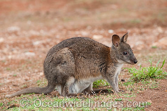 Red-necked Pademelon (Thylogale thetis). Found inhabiting rainforests and wet eucalypt forests of south-eastern Qld and eastern NSW, Australia. Photo taken Lamington National Park, Queensland, Australia. Photo - Gary Bell Red-necked Pademelon (Thylogale thetis). Found inhabiting rainforests and wet eucalypt forests of south-eastern Qld and eastern NSW, Australia. Photo taken Lamington National Park, Queensland, Australia. Photo - Gary Bell