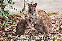 Red-necked Pademelon mother with joey Photo - Gary Bell