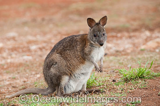 Red-necked Pademelon Thylogale thetis photo Red-necked Pademelon Thylogale thetis photo