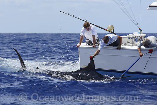 Indo-Pacific Blue Marlin (Makaira mazara). Fisherman holding onto a captured fish with a snooter (a specially designed pole with a cable), so they can swim the marlin to revive it before release. Also known as Billfish. Found throughout the Indo-Pacific. Photo - John Ashley Indo-Pacific Blue Marlin (Makaira mazara). Fisherman holding onto a captured fish with a snooter (a specially designed pole with a cable), so they can swim the marlin to revive it before release. Also known as Billfish. Found throughout the Indo-Pacific. Photo - John Ashley