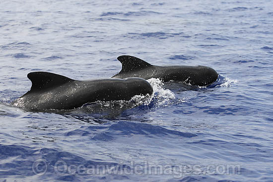 Short-finned Pilot Whales pair photo Short-finned Pilot Whales pair photo