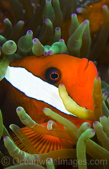 Tomato Clownfish Amphiprion frenatus photo Tomato Clownfish Amphiprion frenatus photo