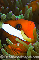 Tomato Clownfish Amphiprion frenatus Photo - Michael Patrick O'Neill