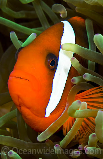 Tomato Clownfish Amphiprion frenatus photo Tomato Clownfish Amphiprion frenatus photo