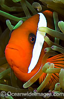 Tomato Clownfish Amphiprion frenatus Photo - Michael Patrick O'Neill