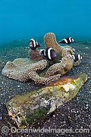 Anemonefish with eggs in glass bottle Photo - Michael Patrick O'Neill