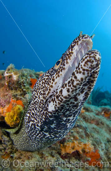 Spotted Moray Eel Gymnothorax moringa photo