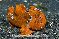 Painted Frogfish Antennarius pictus Photo - Michael Patrick O'Neill