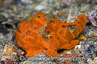 Painted Frogfish Antennarius pictus Photo - Michael Patrick O'Neill