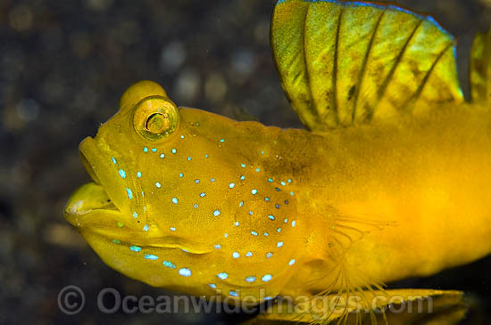 Yellow Shrimp Goby (Cryptocentrus cinctus). Found thoughout SE Asia and Indo-W. Pacific, including Great Barrier Reef. Photo - Michael Patrick O'Neill Yellow Shrimp Goby (Cryptocentrus cinctus). Found thoughout SE Asia and Indo-W. Pacific, including Great Barrier Reef. Photo - Michael Patrick O'Neill