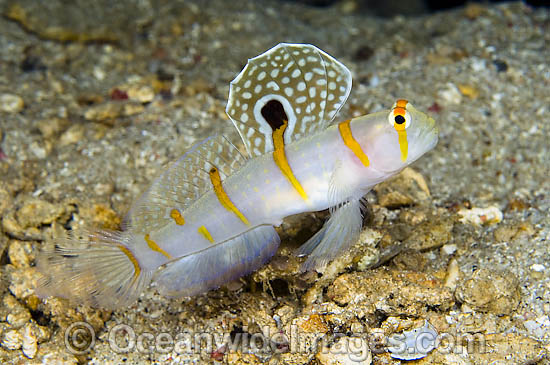 Randall's Shrimp Goby (Amblyeleotris randalli), also known as Sailfin Goby. Found throughtout Indo Pacific, including Great Barrier reef. Photo - Michael Patrick O'Neill Randall's Shrimp Goby (Amblyeleotris randalli), also known as Sailfin Goby. Found throughtout Indo Pacific, including Great Barrier reef. Photo - Michael Patrick O'Neill