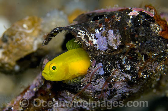 Yellow Goby Lubricogobius exiguus photo