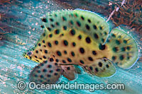 Juvenile Barramundi Cod Cromileptes altivelis Photo - MIchael Patrick O'Neill