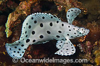 Juvenile Barramundi Cod Photo - MIchael Patrick O'Neill