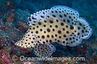 Juvenile Barramundi Cod Cromileptes altivelis Photo - MIchael Patrick O'Neill