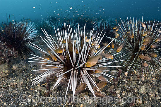 Flagfin cardinalfish sheltering in urchins photo Flagfin cardinalfish sheltering in urchins photo