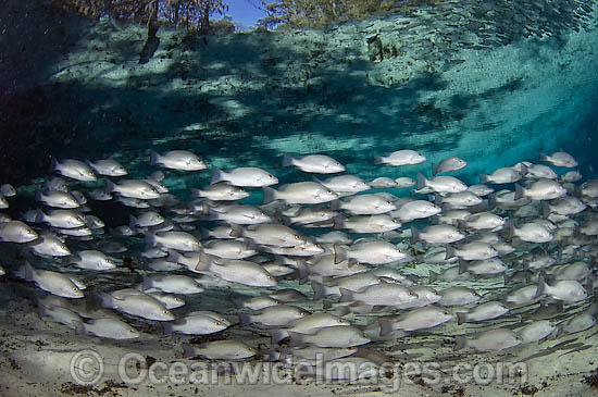 School of Mangrove Snapper Lutjanus griseus photo School of Mangrove Snapper Lutjanus griseus photo