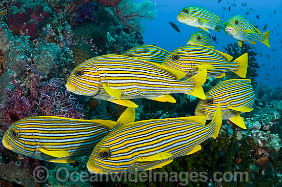 School of Ribbon Sweetlips photo