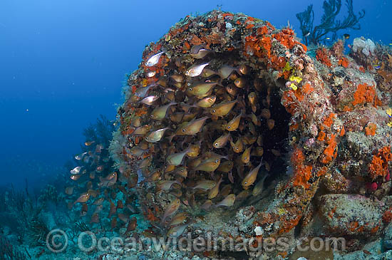 Glassy Sweepers (Dmpheris schomburgki) gather outside a defunct sewage pipe offshore Palm Beach, Florida, USA. Sewage remains a problem in Palm Beach County Reefs, with coastal utilities denying their sewage outfalls damage local marine life. Photo - Michael Patrick O'Neill Glassy Sweepers (Dmpheris schomburgki) gather outside a defunct sewage pipe offshore Palm Beach, Florida, USA. Sewage remains a problem in Palm Beach County Reefs, with coastal utilities denying their sewage outfalls damage local marine life. Photo - Michael Patrick O'Neill