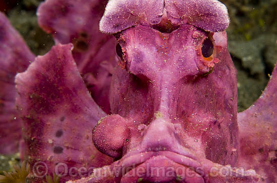 Paddle-flap Scorpionfish (Rhinopias eschmeyeri). Photographed in Lembeh Strait, Indonesia. Photo - Michael Patrick O'Neill Paddle-flap Scorpionfish (Rhinopias eschmeyeri). Photographed in Lembeh Strait, Indonesia. Photo - Michael Patrick O'Neill