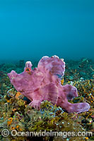 Paddle-flap Scorpionfish Rhinopias eschmeyeri Photo - Michael Patrick O'Neill