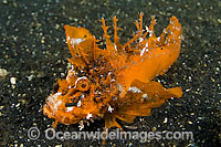 Spiny Devilfish Inimicus didactylus Photo - Michael Patrick O'Neill