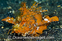 Spiny Devilfish Inimicus didactylus Photo - Michael Patrick O'Neill