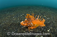 Spiny Devilfish Inimicus didactylus Photo - Michael Patrick O'Neill