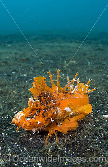 Rare orange variety of the Spiny Devilfish (Inimicus didactylus) photographed in Lembeh Strait, Indonesia. Part of the scorpionfish family, the devilfish lives only in the tropical Pacific Ocean can deliver a painful and venomous sting with dorsal fins. Photo - Michael Patrick O'Neill
