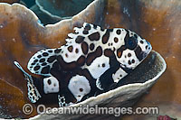 Many-spotted Sweetlips Photo - Michael Patrick O'Neill