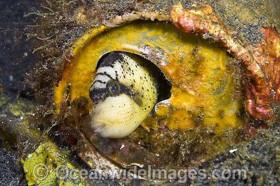 Juvenile Titan Triggerfish hiding in tin can photo
