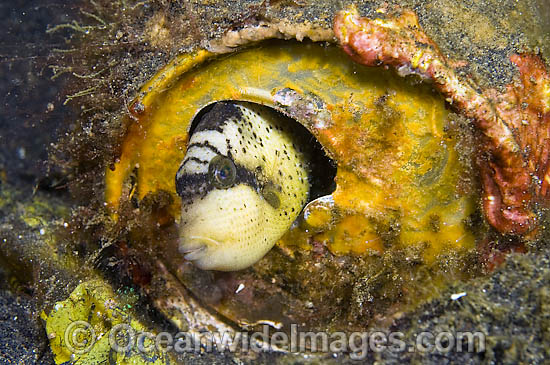 Juvenile Titan Triggerfish hiding in tin can photo Juvenile Titan Triggerfish hiding in tin can photo