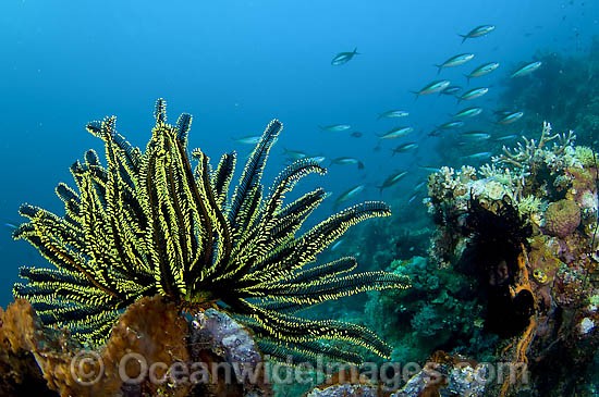 Feather Star photo