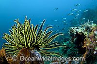 Feather Star Photo - Michael Patrick O'Neill