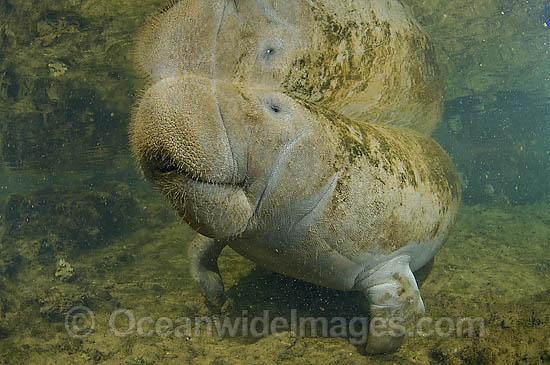 Captive Florida Manatee (Trichechus manatus latirostrus) in Homosassa Springs State Park in northwestern Florida, USA. Classified Endangered Species on the IUCN Red list. Photo - Michael Patrick O'Neill Captive Florida Manatee (Trichechus manatus latirostrus) in Homosassa Springs State Park in northwestern Florida, USA. Classified Endangered Species on the IUCN Red list. Photo - Michael Patrick O'Neill