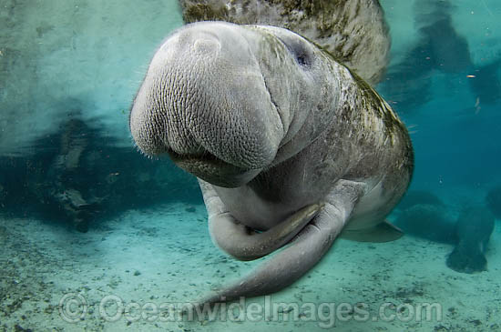 Florida Manatee in Three Sisters Spring photo