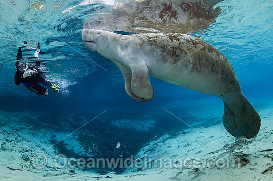 Snorkeler and Florida Manatee photo