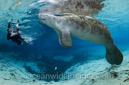 Snorkeler and Florida Manatee in the Three Sisters Spring, rystal River, Florida, USA. Three Sisters is a refuge for manatees during winter as the endangered sea mammals shelter in the 72 F water gushing from the ground. Photo - Michael Patrick O'Neill Snorkeler and Florida Manatee in the Three Sisters Spring, rystal River, Florida, USA. Three Sisters is a refuge for manatees during winter as the endangered sea mammals shelter in the 72 F water gushing from the ground. Photo - Michael Patrick O'Neill