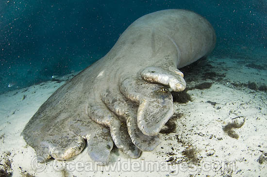 Florida Manatee ((Trichechus manatus latirostris) in Crystal River, Florida, USA, with tail lacerated by boat propeller. Photo - Michael Patrick O'Neill Florida Manatee ((Trichechus manatus latirostris) in Crystal River, Florida, USA, with tail lacerated by boat propeller. Photo - Michael Patrick O'Neill