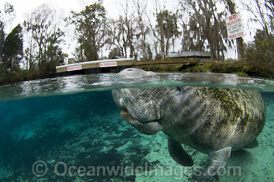 Florida Manatee in Three Sisters Spring photo