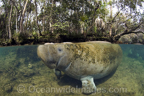 Captive Florida Manatee in Homosassa Springs photo