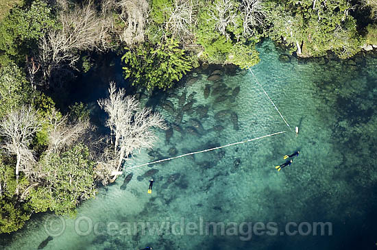 Aerial photograph of Florida Manatees ((Trichechus manatus latirostris) in the Three Sisters Spring, Crystal River, northwest Florida, USA. The roped-off area is a refuge for the manatees where people are not allowed to enter. Photo - Michael Patrick O'Neill Aerial photograph of Florida Manatees ((Trichechus manatus latirostris) in the Three Sisters Spring, Crystal River, northwest Florida, USA. The roped-off area is a refuge for the manatees where people are not allowed to enter. Photo - Michael Patrick O'Neill