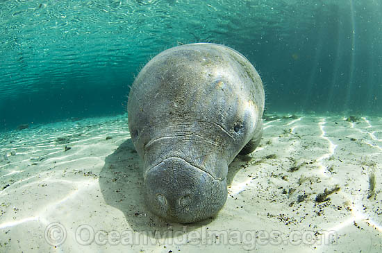 Florida Manatee in Three Sisters Spring photo