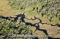 Aerial of Crystal River Photo - Michael Patrick O'Neill