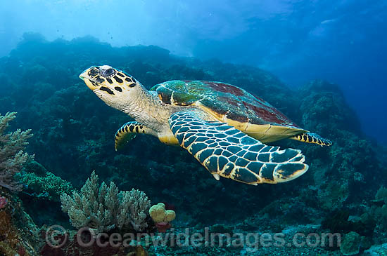 Hawksbill Sea Turtle photo